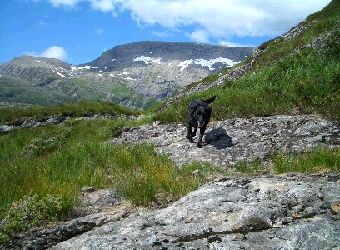 Nelli vandrande mot Sandane. Blegja i bakgrunnen.